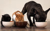 5 Ways to Keep Your Pet Happy and Healthy Every Day