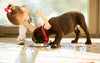 Why Modern Pet Owners Are Switching to Smart Pet Products